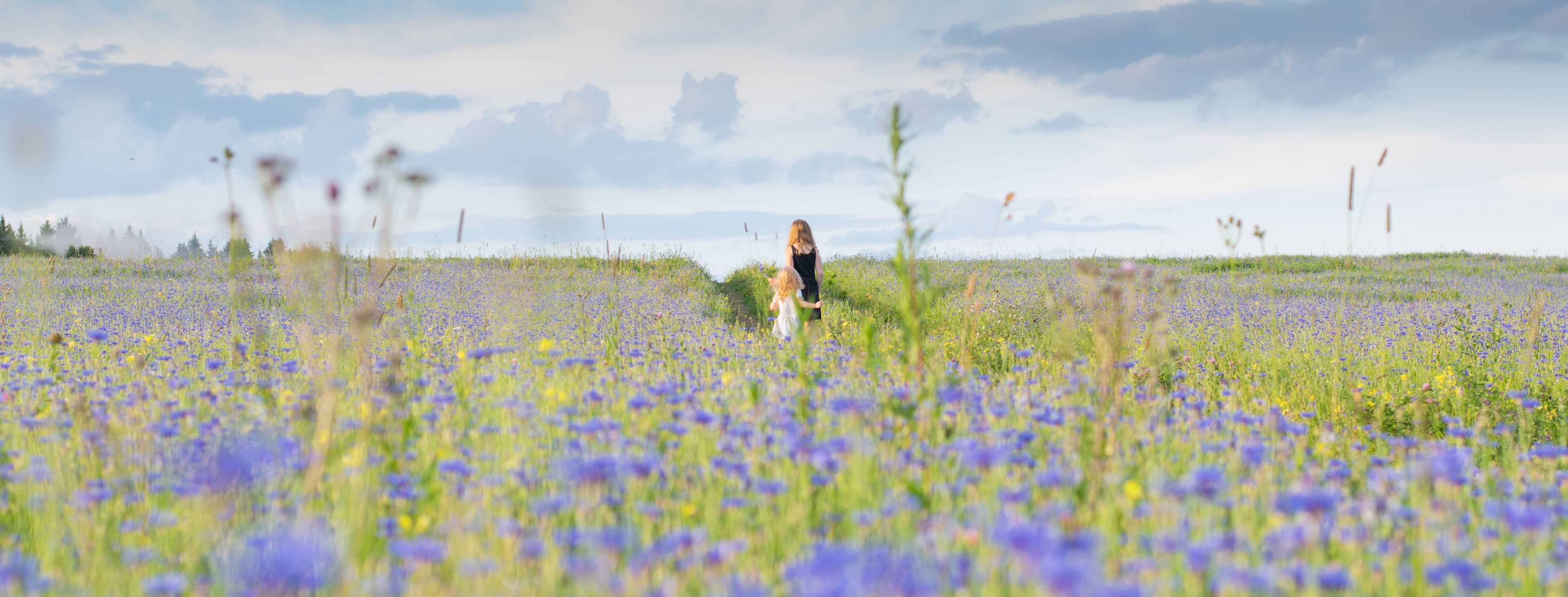 People walking in flax flower field
